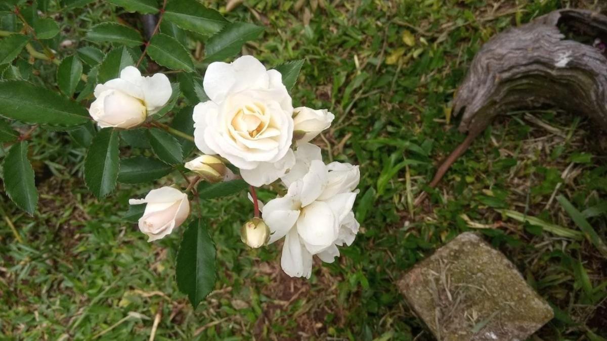 Villa Agape - Chapada Dos Veadeiros Alto Paraíso de Goiás 외부 사진